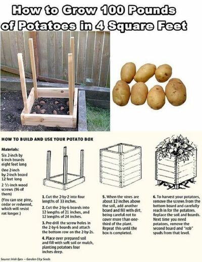 potatoebox.jpg